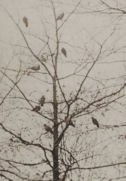 Poster The Aviary 1955