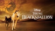 The Young Black Stallion