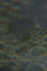 The Nursery of Worlds