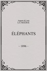 Poster Elephants