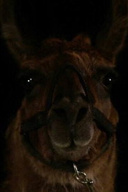 Louie the Llama