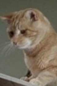 Pôster de Orangey