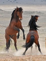 Poster Los ultimos caballos salvajes de europa 2016
