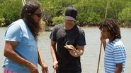 Cone Snails