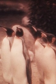 Poster The Joy of Water at the Zoo 1931