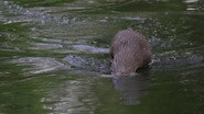 Water Adjacent