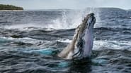 Les Secrets des Baleines en streaming