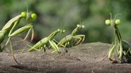 Minuscule 2 – Les mandibules du bout du monde