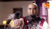 Aladdin's Problems As A Bird