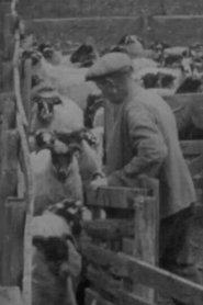 Blackfaced Sheep (1946)