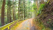 A Winding Road Through the Kii Mountains