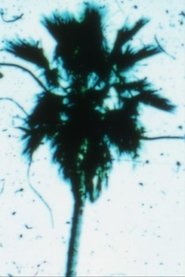 Poster Venusville 1973