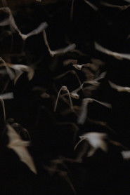 The Invisible Mammal