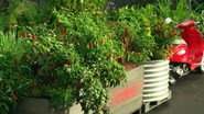 Elimination Challenge: Hot New Chilli Dish