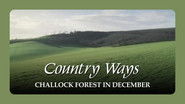 Challock Forest in December