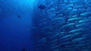 The Magic of the Big Blue. Seven Continents