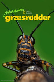 Virkelighedens Gr&aelig;sr&oslash;dder (2024)