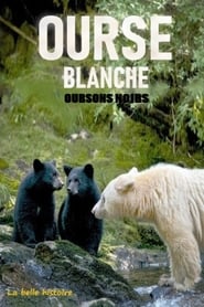 Poster Ourse blanche, oursons noirs : la belle histoire