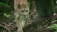 Parched Forests: Dry Tropical American Forests