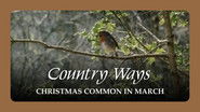 Christmas Common in March