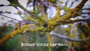 Mother Honks Her Horn