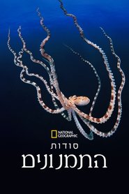 סודות התמנונים