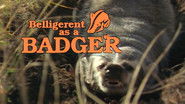 Belligerent as a Badger