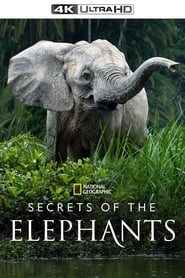 Secrets of the Elephants постер