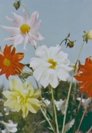 Poster Spring Comes to Kashmir 1956