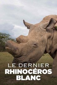 Le Dernier Rhinocéros blanc movie poster