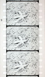 Les Echinodermes poster