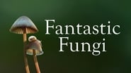 Fantastic Fungi