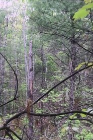 Millstone Woods May 2018 (2023)