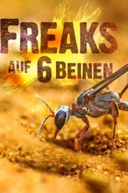 Poster Unglaubliche Insekten