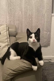 Socks is Himself