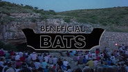 Beneficial Bats