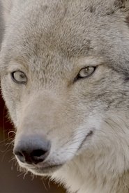 مشاهدة فيلم Coywolf 2025 مترجم بجودة عالية