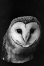 Poster The White Owl 1922