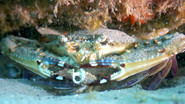 A Close Up With Crustaceans