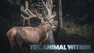 The Animal Within