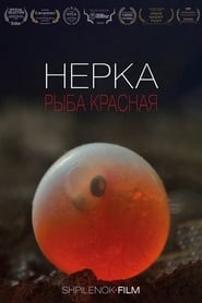 Нерка. Рыба красная poster