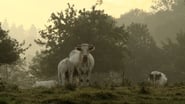 Bovines ou la vraie vie des vaches