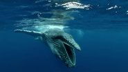 If I Were a Humpback Whale