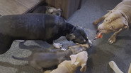 The Most Dangerous Dogs