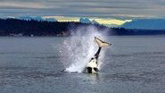 Orcas - Life in Black and White