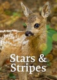 Stars and Stripes Poster