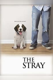 The Stray streaming