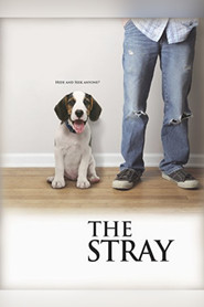 The Stray