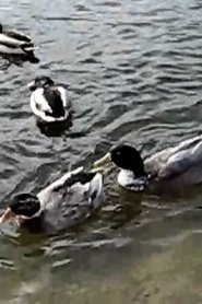 Одісея Донбас