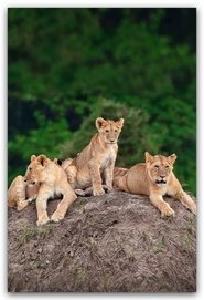 Little Big Cat (2008) Little Big Cat (2008)